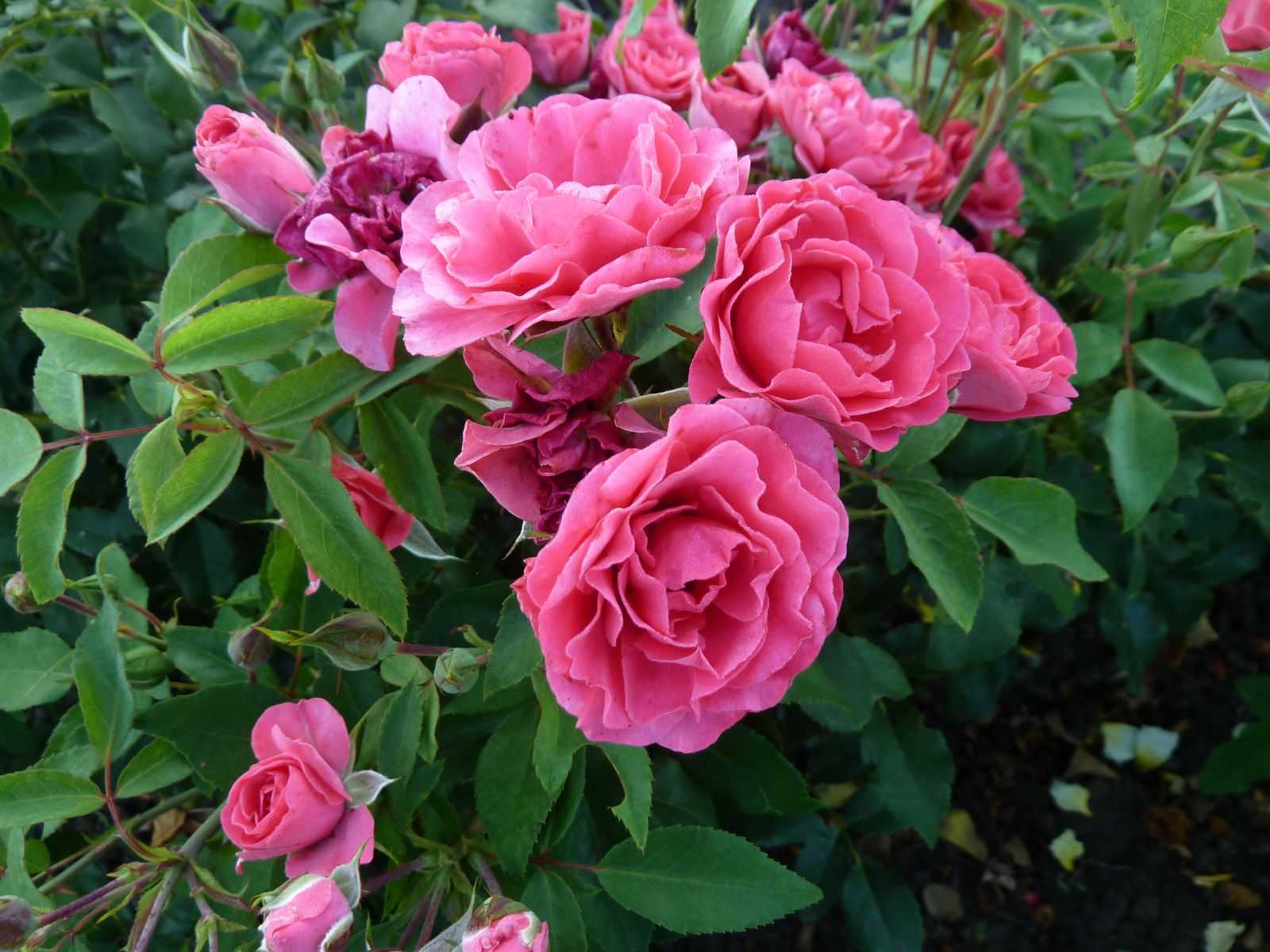 Штамбовые розы (88 фото): как их вырастить и правильно укрыть на зиму? посадка и уход, прививки, обзор сортов «свани» и «крокус роуз»