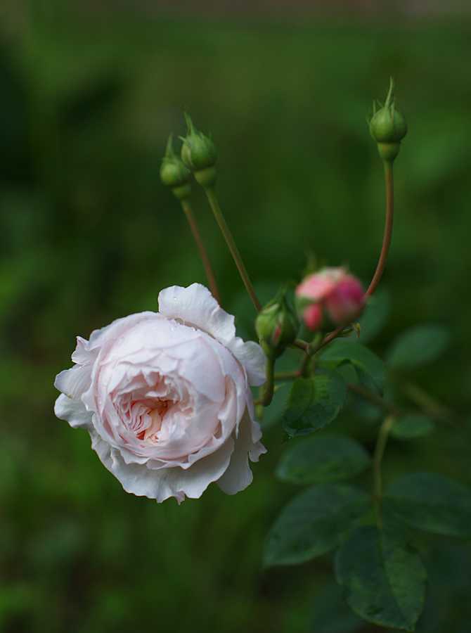 Розы рамблеры сорта фото
