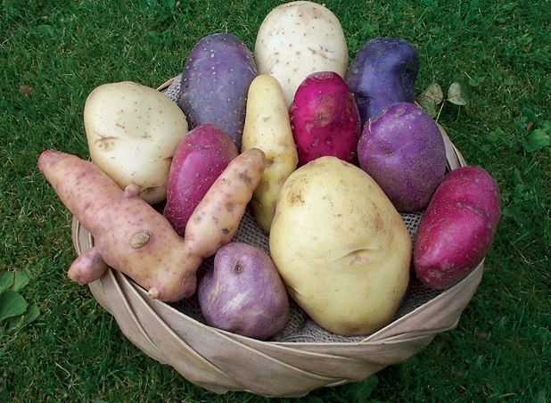 Что можно сажать после картофеля на следующий год — таблица
