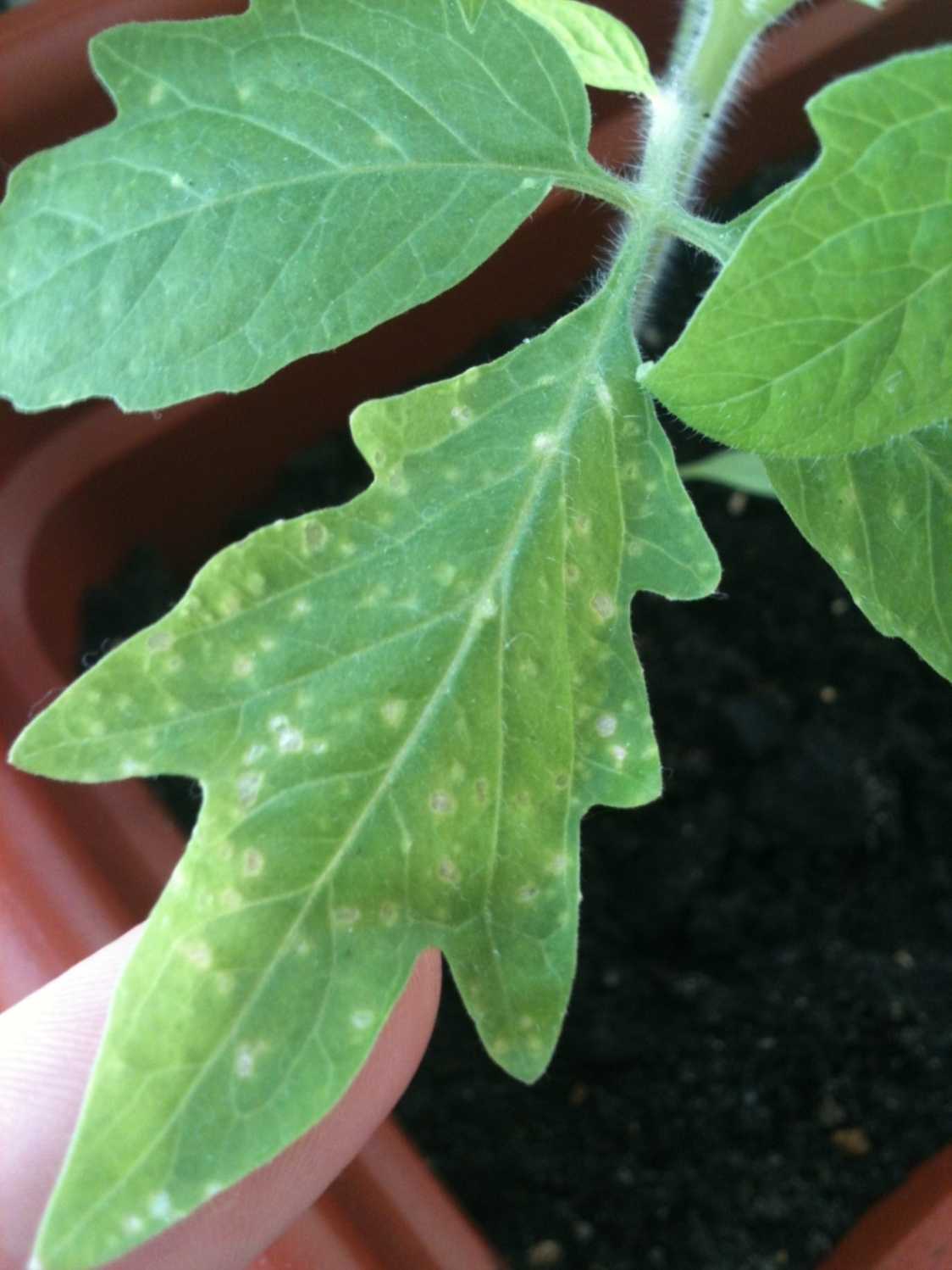 Мелкие пятна на листьях томатов в теплице фото