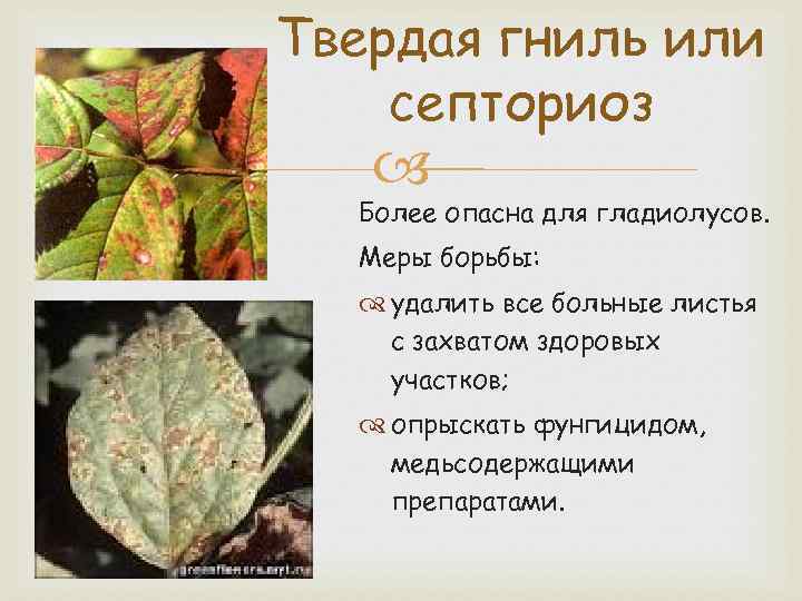 Болезни и вредители растений