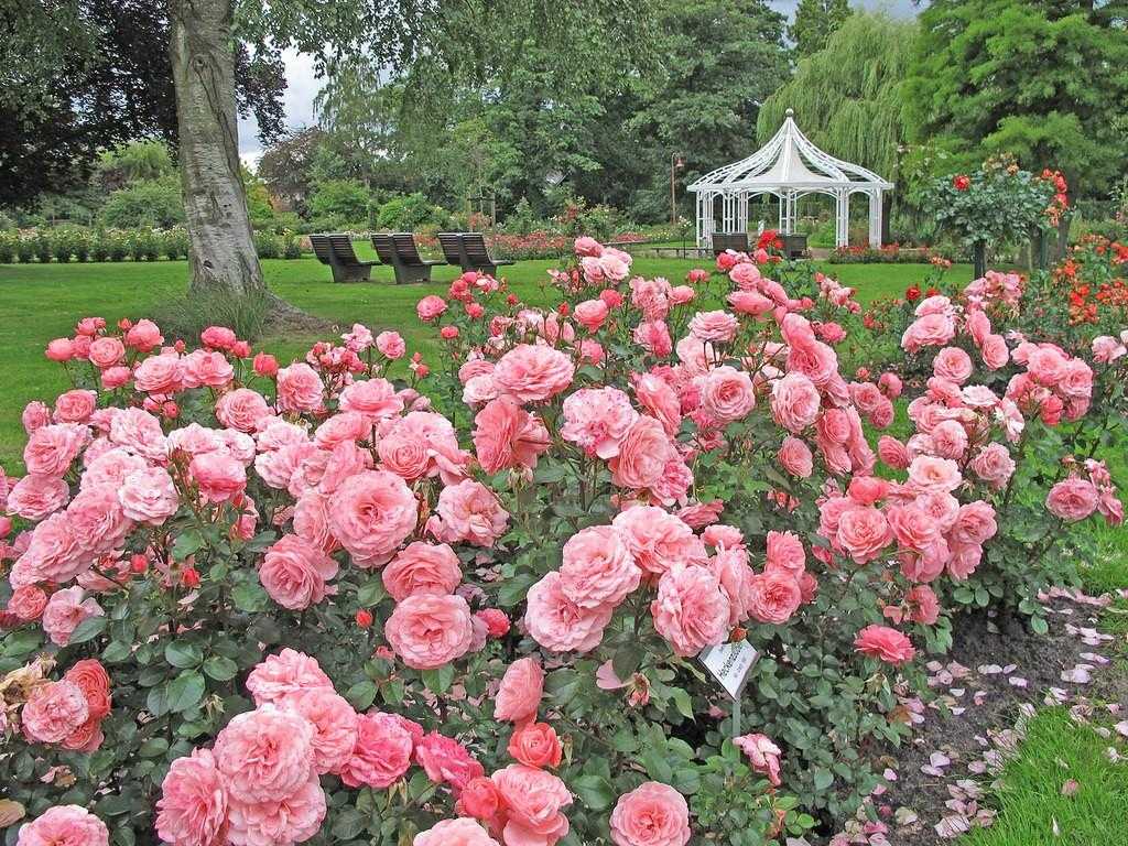 Роза скарлет: описание и особенности выращивания