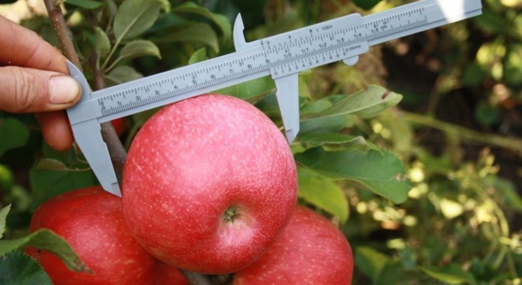 Особенности выращивания и уход за яблоней сорта хани крисп
