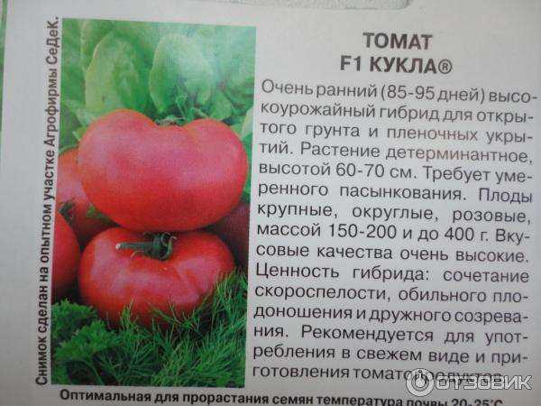 Крупный и неприхотливый в уходе томат «семейный f1»: выращиваем самостоятельно, избегая ошибок