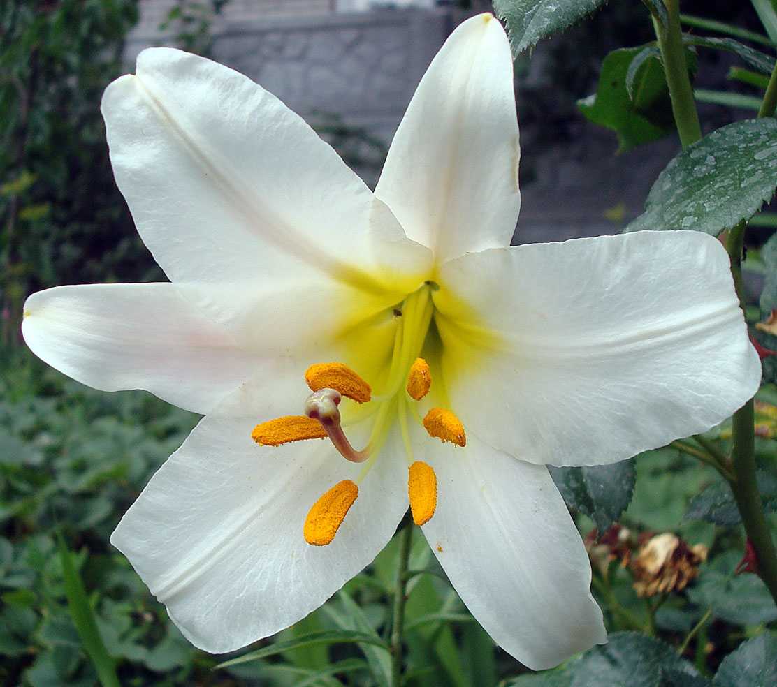 Сорта белых лилий. Лилия Кандидум (Lilium candidum). Лилия белоснежная Кандидум. Лилия кандида. Лилия белоснежная-Lilium.