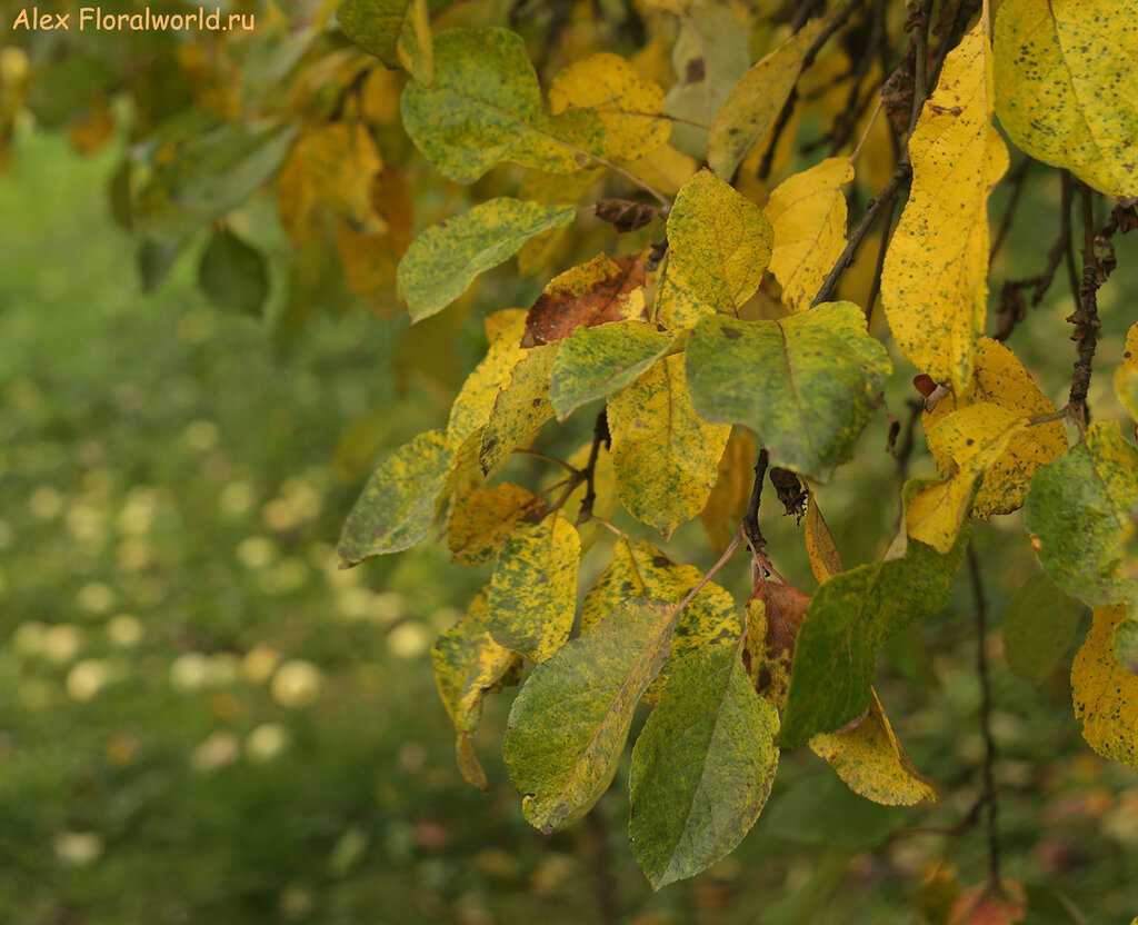 Что делать, если летом на яблоне и груше желтеют листья