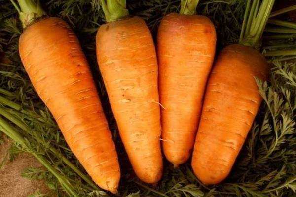 Морковь болтекс: характеристика и описание сорта, отличие от других видов, агротехника выращивания, болезни и вредители