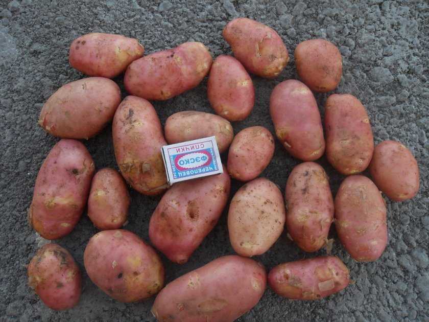 Сорт картофеля ред скарлет и его описание