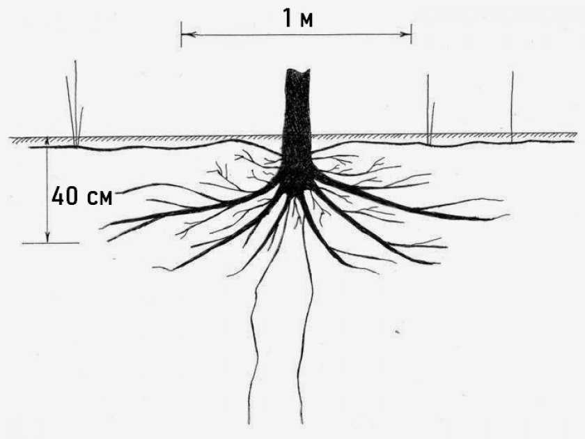 Корневая система малины глубина и расположение схема