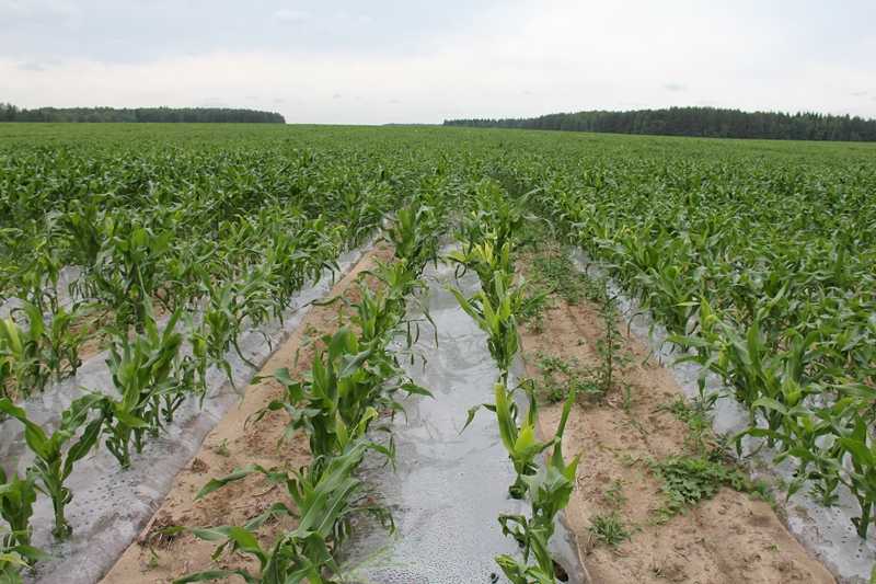 Посадка кукурузы в открытый грунт и правильный уход. болезни кукурузы и лучшие сорта с описанием