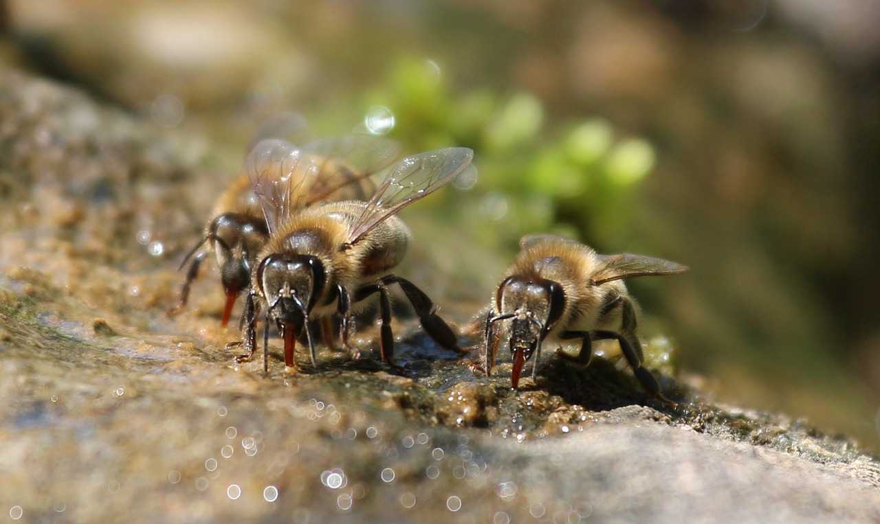 Пчелиная семья как целостная биологическая единица