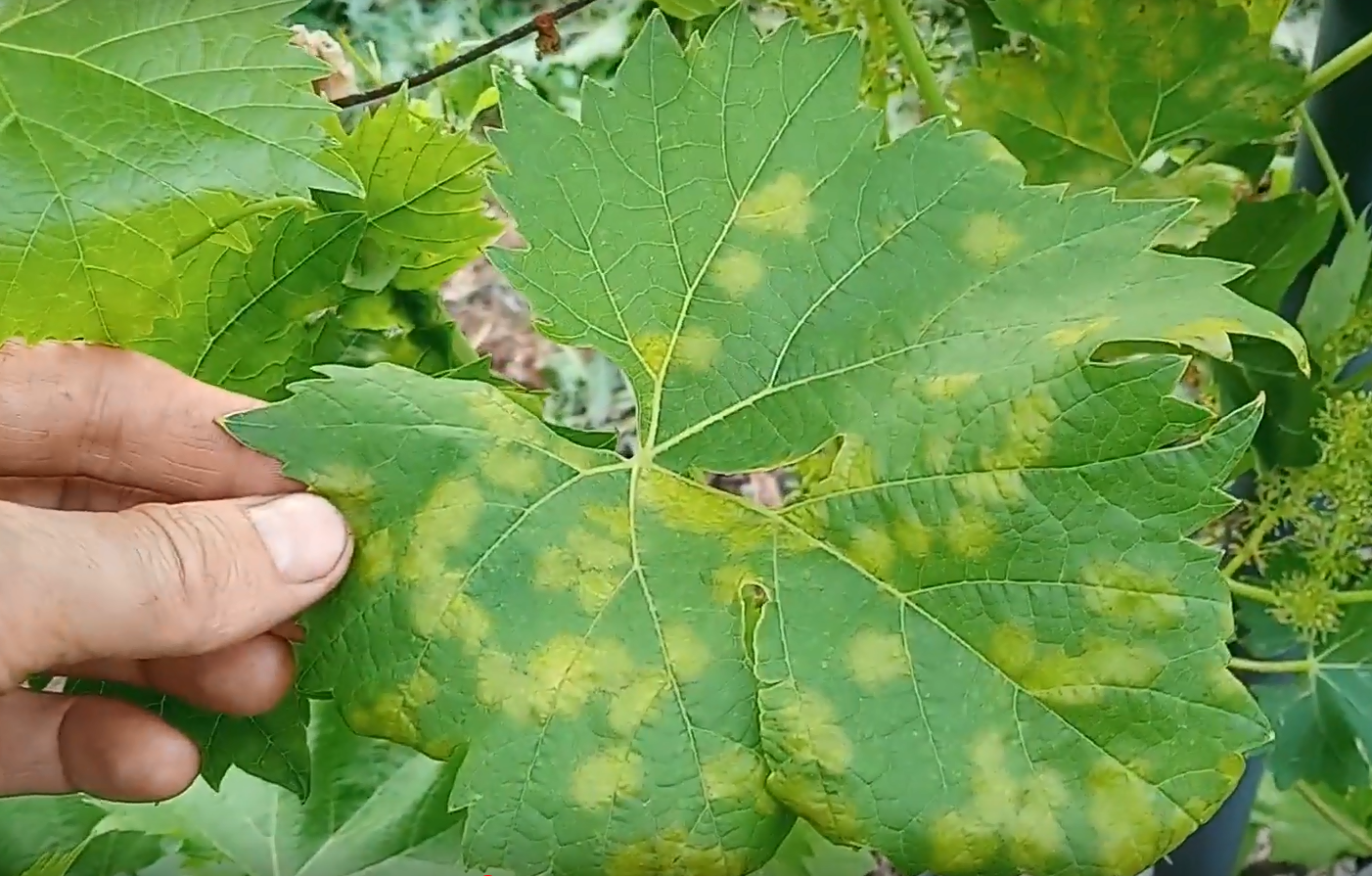 Заболевание винограда милдью: чем лечить?