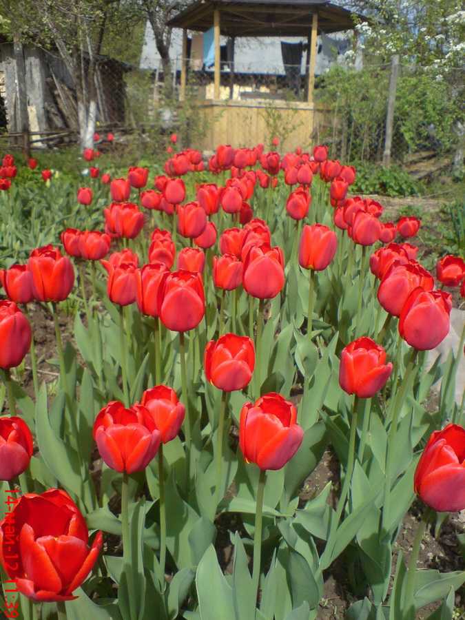 Все о посадке тюльпанов весной: гид, который будет понятен новичкам и полезен опытным садоводам