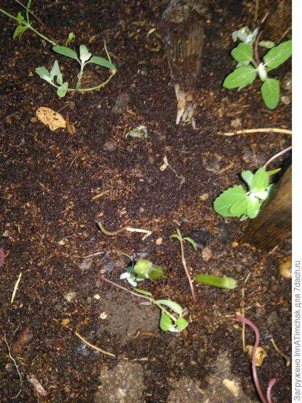 О рассаде огурцов в теплице: кто подъедает, ест листья и семена растения