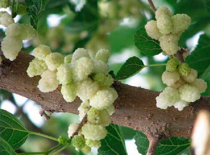 Центры происхождения культурных растений