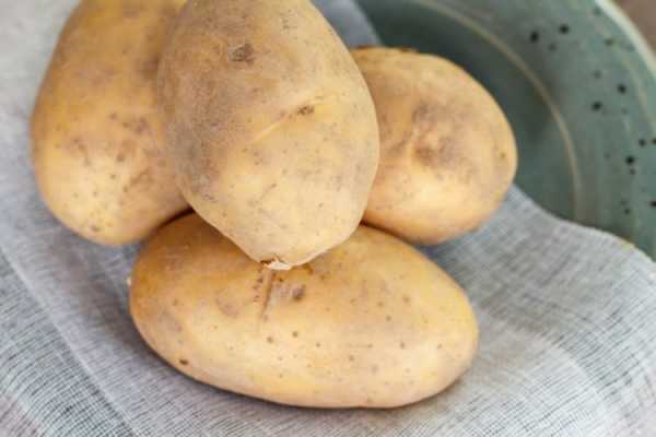 Сорт картофеля гулливер: описание и характеристика, отзывы