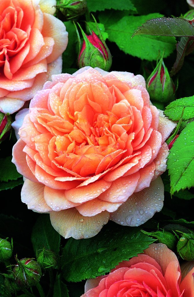 9 лучших сортов чайно-гибридных роз – названия, фото, описание