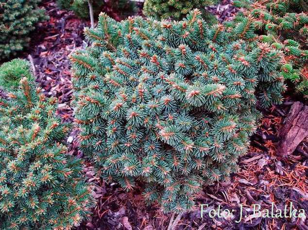 Можжевельник средний голд кост (juniperus x media gold coast)