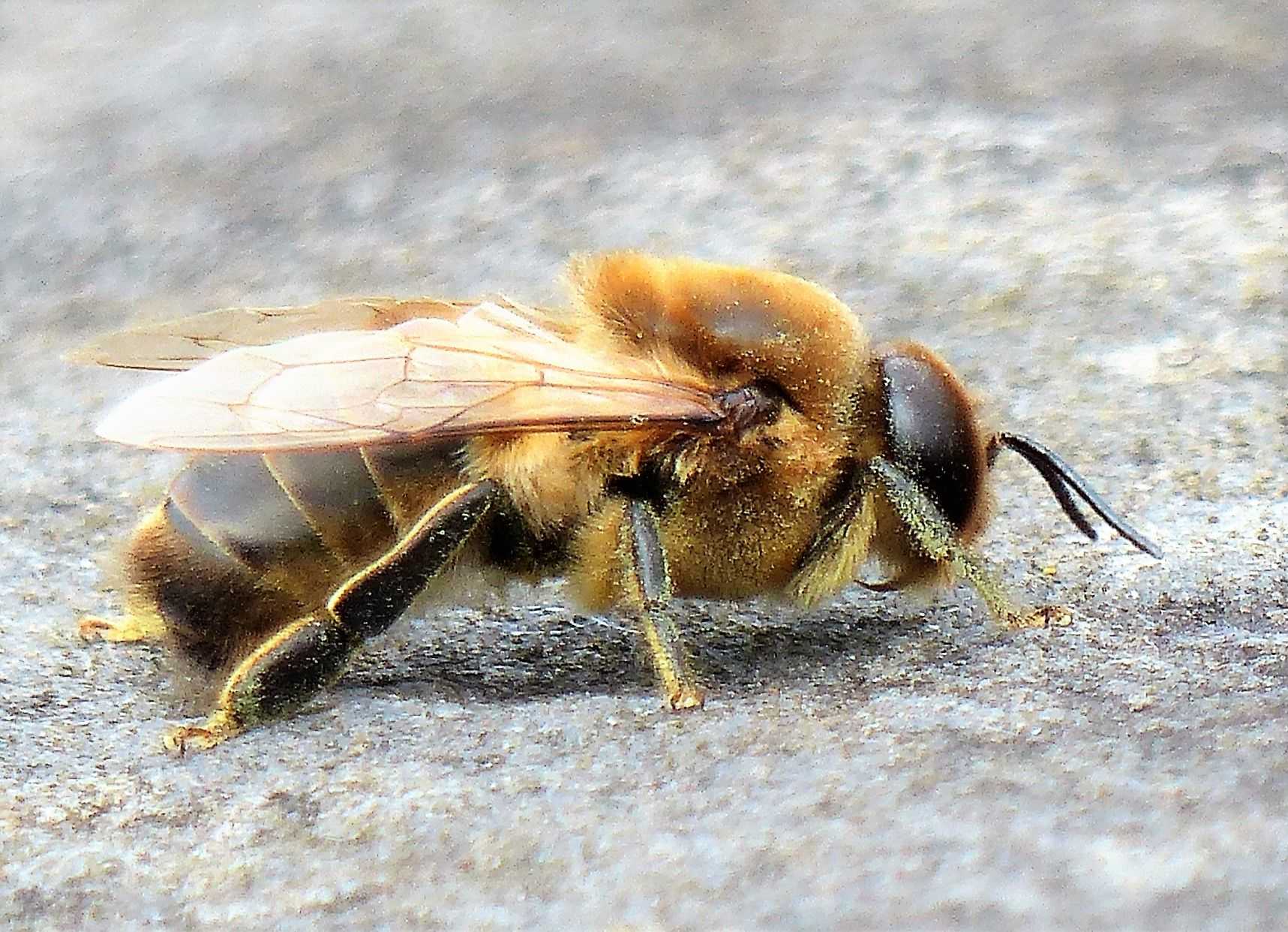 Трутень – кто он в пчелином рое и зачем нужен?
