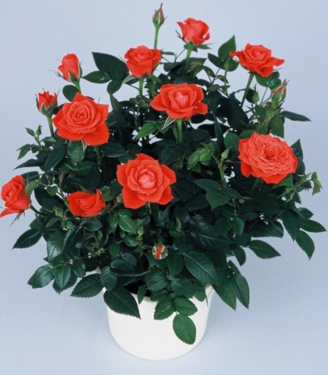Роза кордана - уход в открытом грунте и в домашних условиях