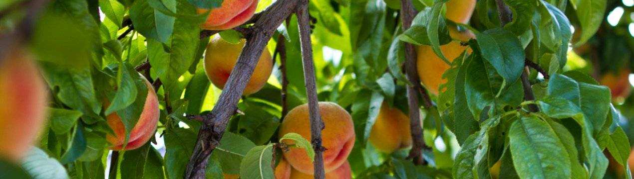 Нектарин — это гибрид персика и чего