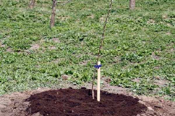 Посоветуйте сорта плодовых деревьев для посадки в подмосковье