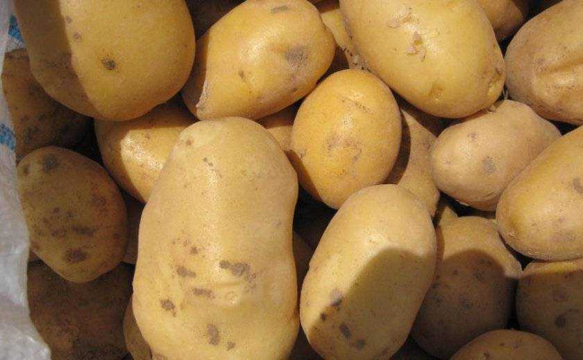 Ривьера картофель характеристика отзывы вкусовые качества