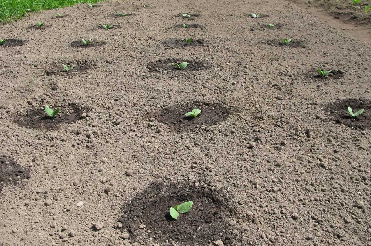 О посадке тыквы и кабачков семенами в открытый грунт: условия для посева