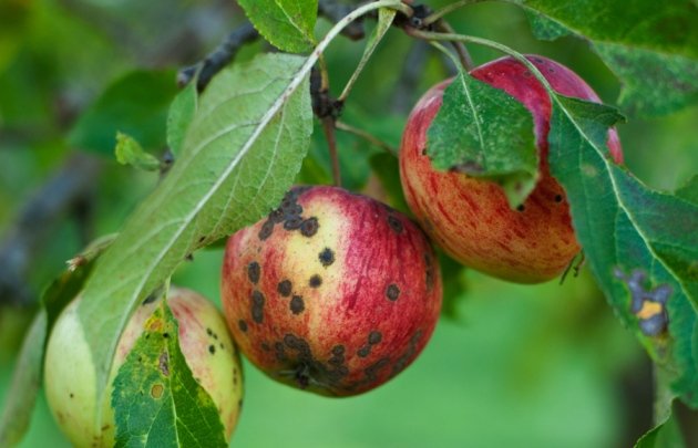 Парша яблони – профилактика, лечение