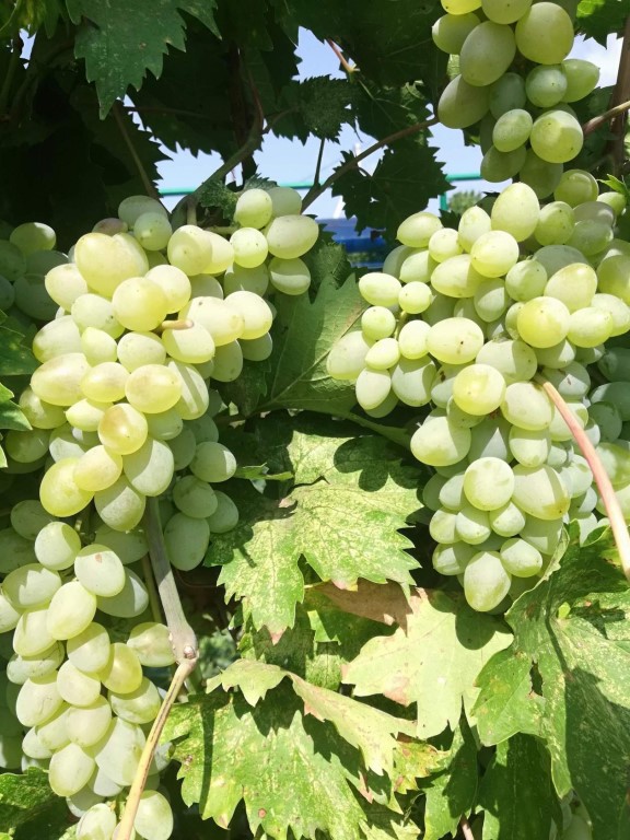 Сорт винограда аметистовый: описание и выращивание