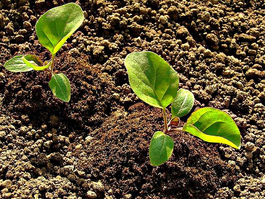 Выращивание рассады баклажан в домашних условиях - секреты выращивания