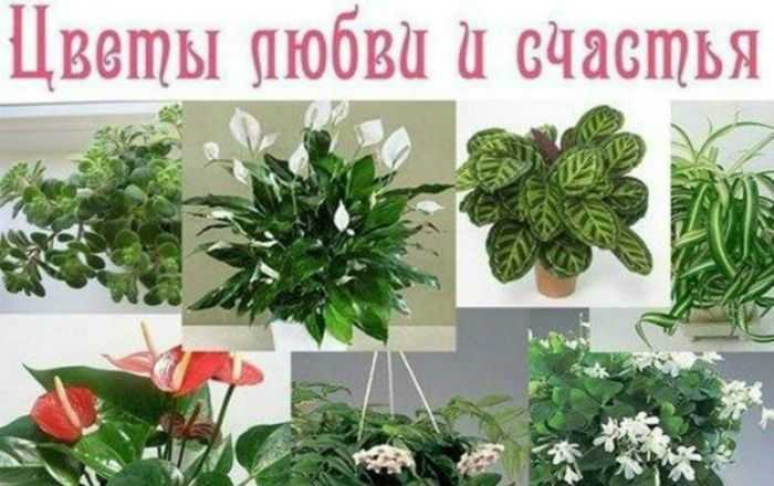 Какие цветы посадить, чтобы цвели все лето: 15 лучших вариантов