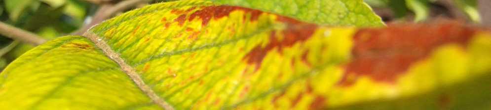 Отвечаем, почему желтеют листья у яблони в июне и что делать для их лечения