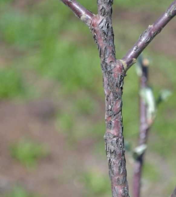 Почему не распускаются листья у яблони весной: почему и что делать