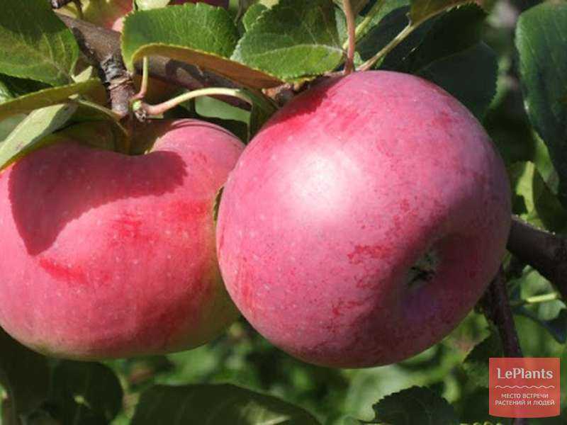 Яблоня антей — описание сорта