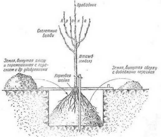 Каким образом посадить топинамбур весной и как это лучше сделать?