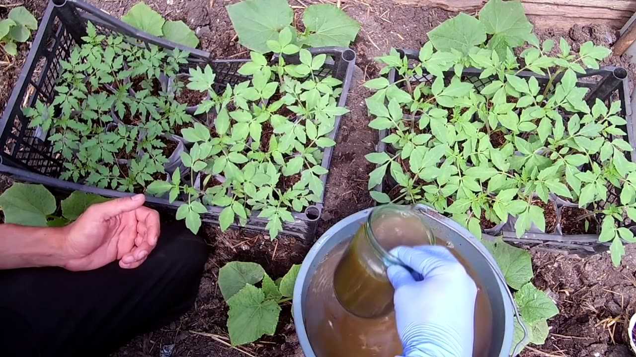 Чем полить рассаду помидор чтобы росли. Удобрение для рассады. Подкармливаем рассаду. Рассада удобрение для рассады. Подкормка рассады огурца.