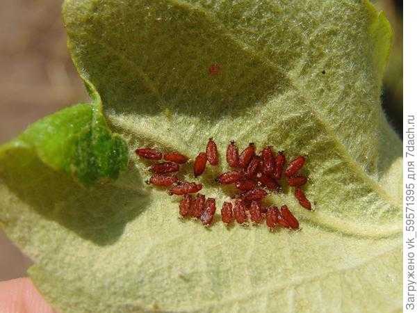 Яблоневый цветоед: внешний вид и жизненный цикл насекомого