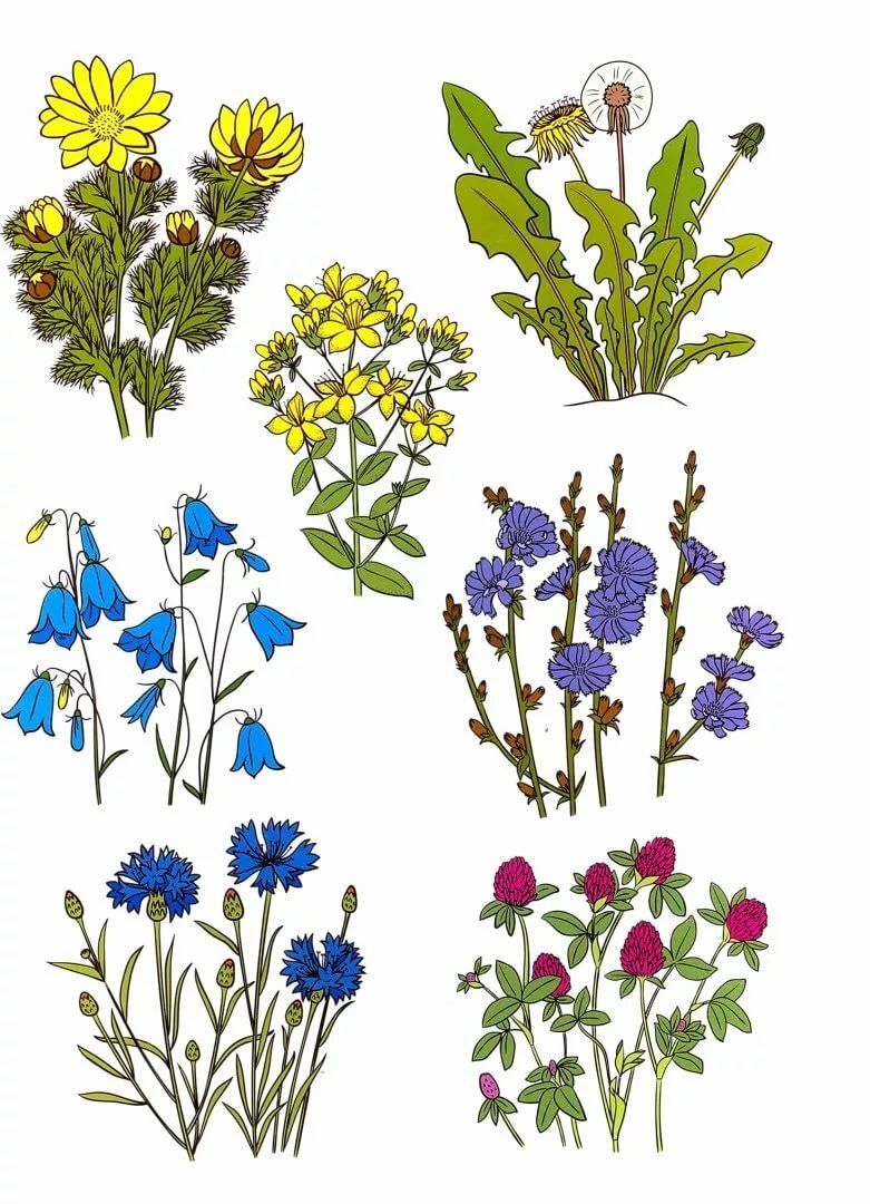 Легенды о цветах: короткие мифы о популярных растениях