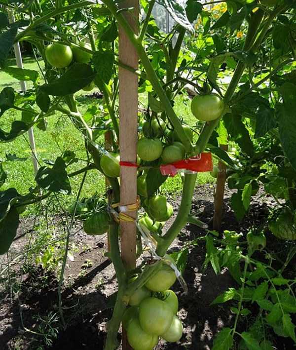 Сорта томатов соседская зависть
