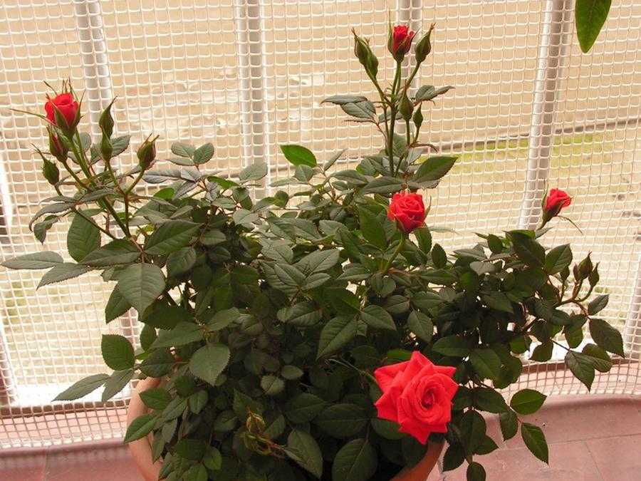 Как пересадить комнатную розу в другой горшок после покупки цветка или его разрастания, а также как правильно ухаживать за домашней культурой по окончании процедуры?