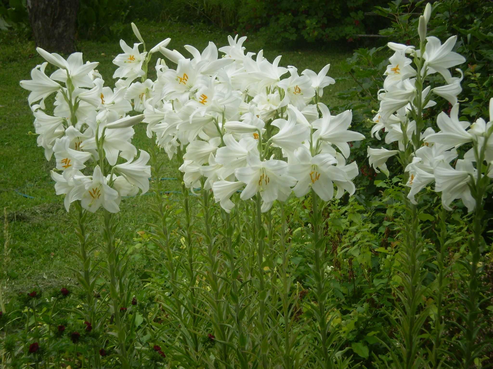 Лилия белоснежная - lilium candidum - qwe.wiki