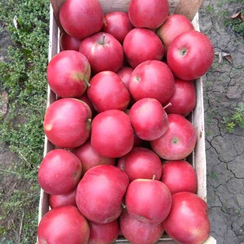 Яблоки айдаред
