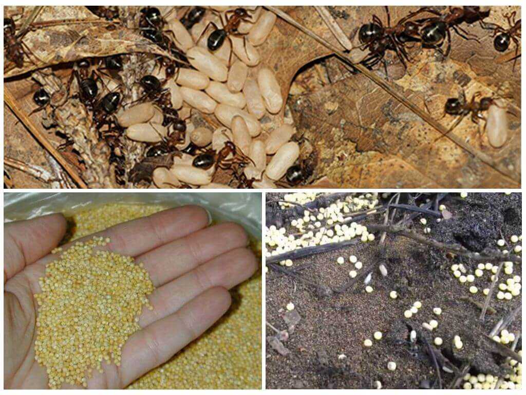Как избавиться от муравьев на пионах?