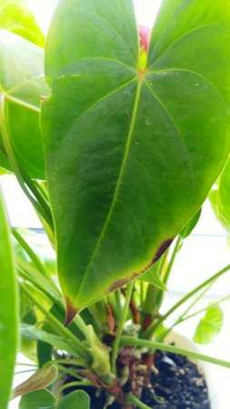 Выращиваем гладиолусы — эффектное украшение клумбы