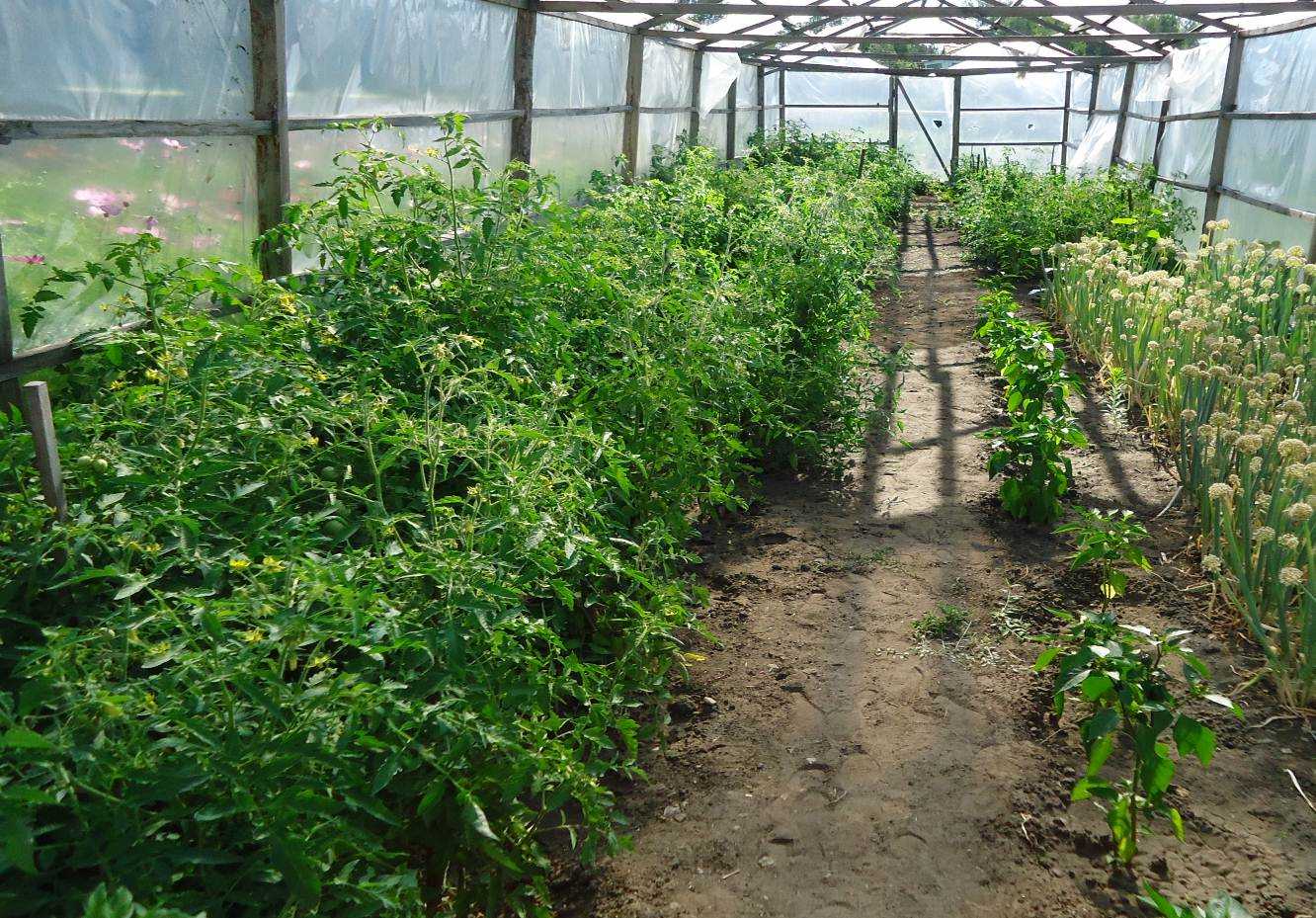 Огурцы и помидоры в одной теплице из поликарбоната: как посадить, выращивание, совместимость, уход