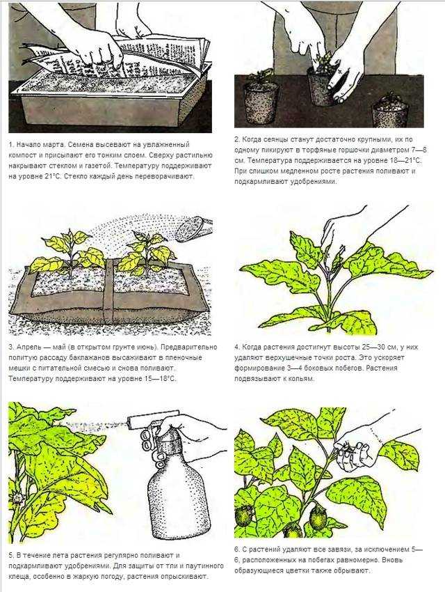 Как вырастить баклажаны в открытом грунте