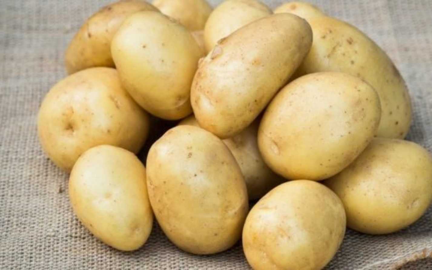 Сорт картофеля — беллароза