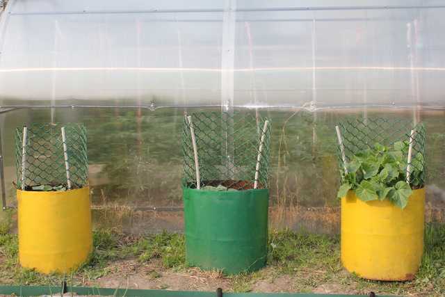 Как правильно посадить огурцы в открытый грунт