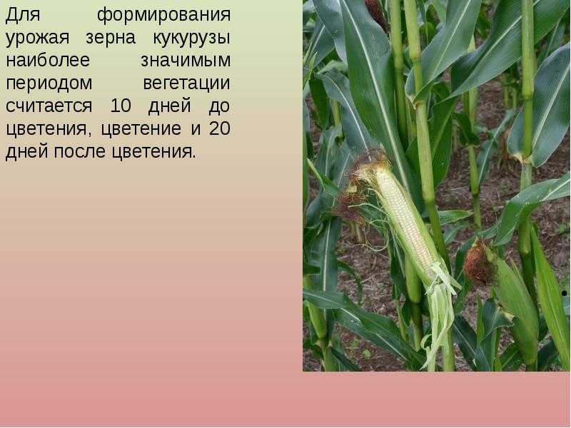 Технология выращивания кукурузы на зерно